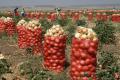 Украинские фермеры пытаются поднять цены на лук - эксперт