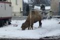 В Тернопольской области передвижной цирк бросил верблюда