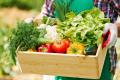 Як довго зберігаються овочі і фрукти в холодильнику і без: корисна шпаргалка