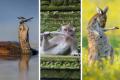 Обрано найкумедніший знімок дикої природи 2023 року 