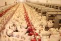Цены на куриное мясо в Украине обгоняют европейские - эксперт