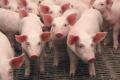 Украина за семь месяцев на экспорте свинины заработала $8,3 миллиона