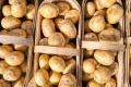 В Україні здешевшала картопля