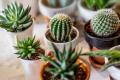 Як доглядати за кактусами: поради для початківців