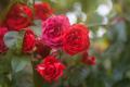 Для пишного квітіння впродовж цілого літа: чим підживити троянди навесні