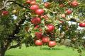Обрізання плодових дерев навесні: найкращі поради