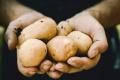Чому досвідчені городники роблять на картоплі надріз перед висаджуванням: а ви і не здогадувалися