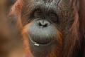 Вчені майже розшифрували таємну мову орангутанів: що вони виявили – дослідження