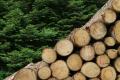 Незаконна заготівля дров: які штрафи та ризики чекають на українців