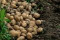 Що буде з цінами на картоплю: аграрій зробив прогноз