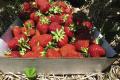 Обвал цін на популярну ягоду – наслідок жорсткої конкуренції на ринку