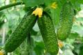 Щоб не жовтіло листя огірків: дієві поради, які врятують урожай