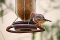 Яке насіння та продукти не можна класти у годівнички для птахів: список небезпечних кормів