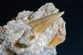 Особливий зуб мегалодона віком 3,5 млн років знайдено на дні океану