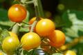 Як доглядати за томатами в червні у відкритому ґрунті та в теплиці: 9 найважливіших порад