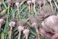 Як зрозуміти, що часник дозрів і потрібно його викопувати: не пропустіть термінів