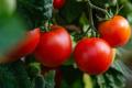 Як виростити смачні, солодкі помідори: всі секрети догляду