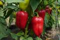 Де найкраще посадити перець: овочі виростуть м’ясистими й великими