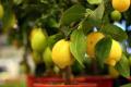 Від лимона до граната: 7 рослин, які ви можете виростити з кісточки вдома