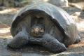 На Галапагоссах нашли считавшийся вымершим вид гигантских черепах 