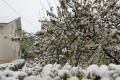 Поля та квітучі дерева в Україні засипало снігом – як це вплине на врожай