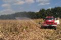 В Полтавской области сгорело кукурузное поле  