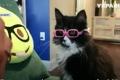 Кот-модник помогает подбирать детям очки в США
