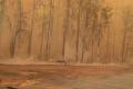В Зоне ЧАЭС выгорел сверхрадиоактивный Рыжий лес: Припять под угрозой
