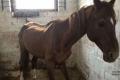 В Киеве в конноспортивном клубе заморили голодом лошадей 
