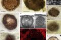 Жило миллиард лет назад: Найдено древнейшее многоклеточное животное 