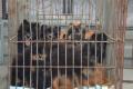 В России у жительницы многоэтажки конфисковали сотню собак 