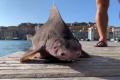 В Средиземном море поймали рыбу-свинью 