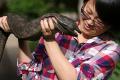 Самая большая саламандра в мире находится на грани исчезновения 