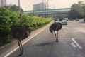 Китай: втеча з ферми зграї страусів