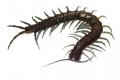 Пугающе большая: Найден новый вид гигантских сороконожек 