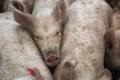 Вспышка чумы свиней в Днепропетровской области: объявлен карантин