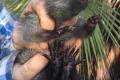 Удивительное повторное открытие редкой австралийской древесной крысы