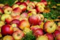 Почему яблоки стоит есть хоть каждый день