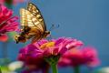 Погода на червень 2026 року: чи накриє Україну хвиля спеки