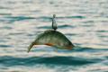 Коли їхати на риболовлю у червні 2026: найбільш вдалі дні для великого улову