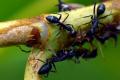 Цієї рослини мурахи й попелиця бояться, як вогню: посадіть її поміж деревами у своєму саду
