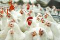 Украина будет экспортировать в Гонконг мясо птицы