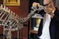 Учені відкрили новий вид динозаврів