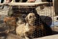 Десятки голодных и измученных собак спасли зоозащитники Днепра