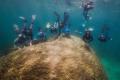 Найден один из крупнейших и старейших кораллов Большого Барьерного рифа 