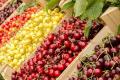 Черешня - все, що потрібно знати про корисні та шкідливі властивості ягоди
