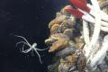 Під дном Тихого океану виявлено невідомий світ живих істот
