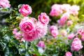 Це врятує ваші троянди: садівник розповів, як не дати рослинам зів'янути в спеку