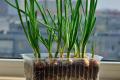 Як виростити зелену цибулю на підвіконні: таким способом ви отримаєте удвічі більше зеленого пера