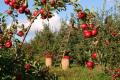 Яблуні, вишні та груші завалять урожаєм: підсипте в жовтні під дерева ці добрива
